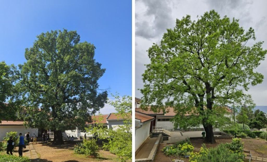 Kostrenski hrast - 2