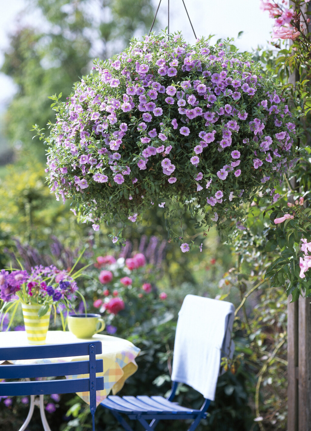 Minijaturna surfinija (milijun zvončića)