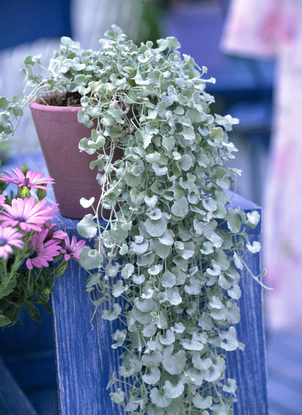 Dihondra (srebrni slap)