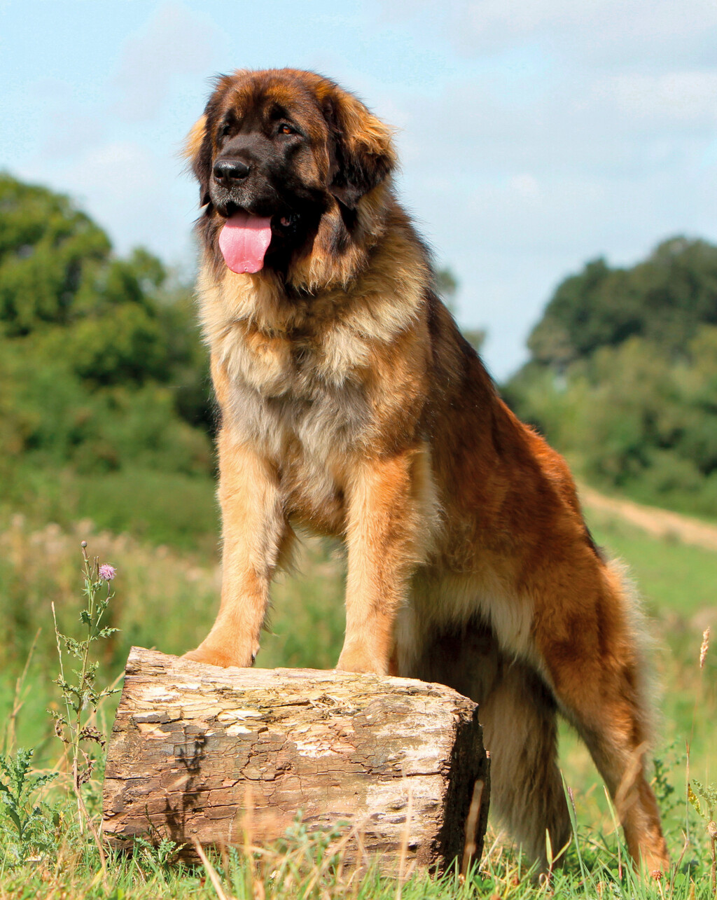 Leonberger