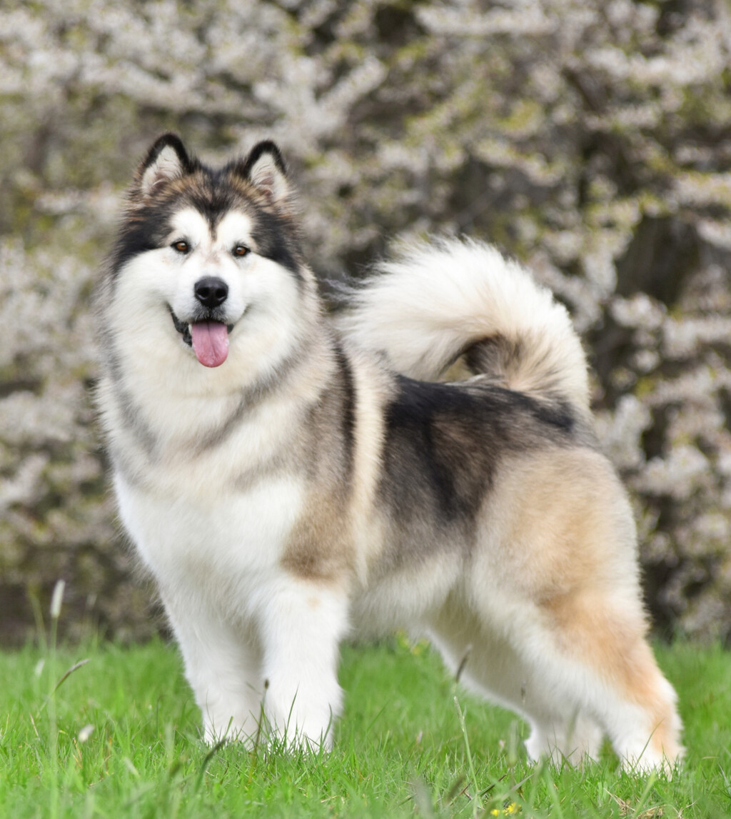 Aljaški malamut