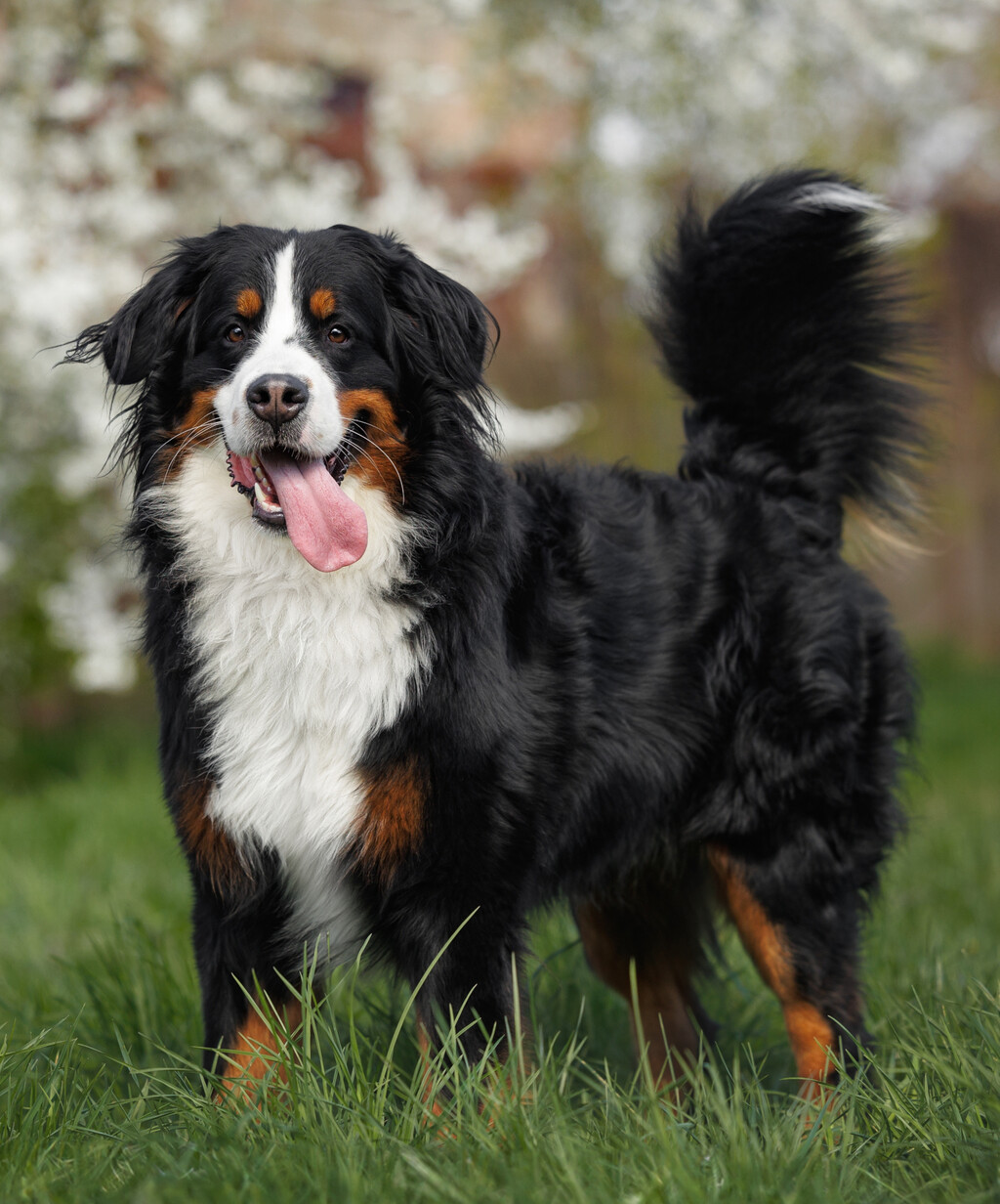 Bernski planinski pas