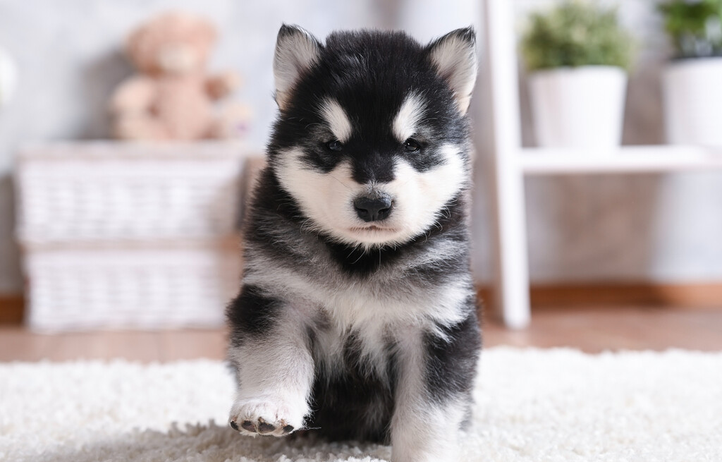 Štene aljaškog malamuta