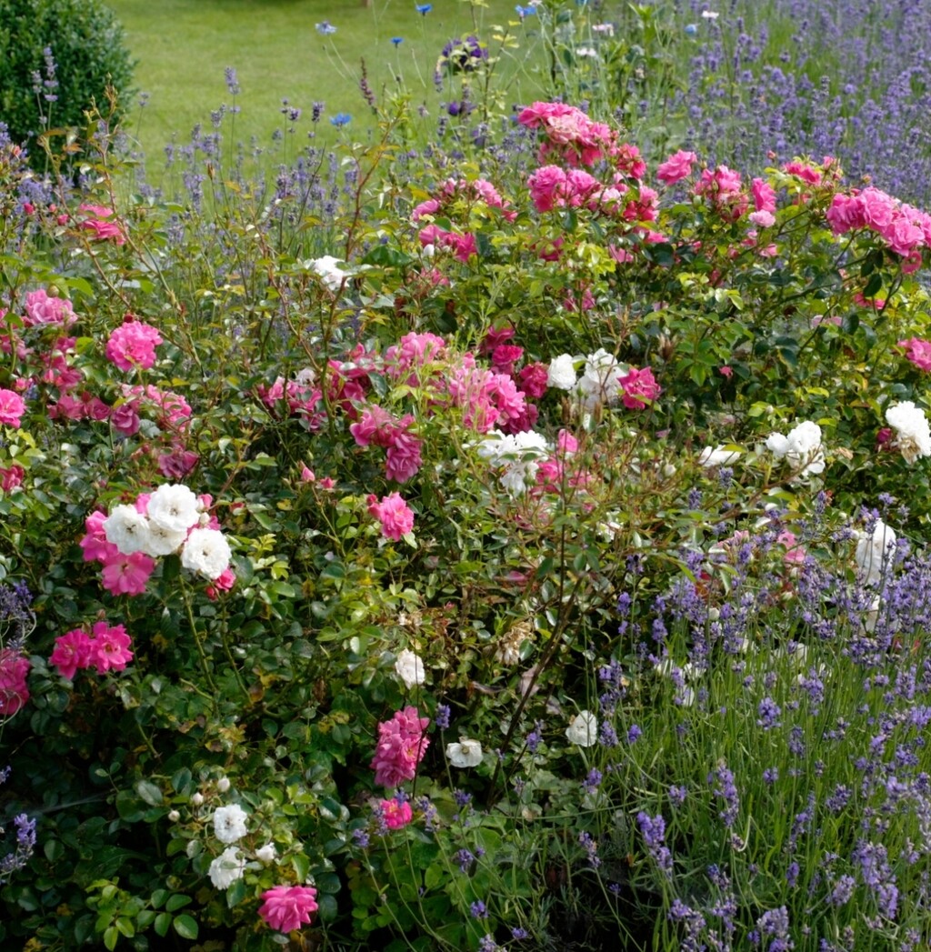 Bira se kombinacija pouzdanih, otpornih biljaka koje dobro podnose vremenske uvjete