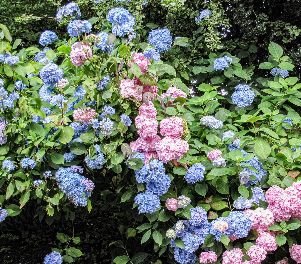 Hortenzije su također otporna i prelijepa opcija