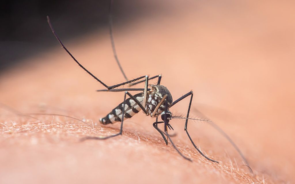 Zaprašivanje komaraca