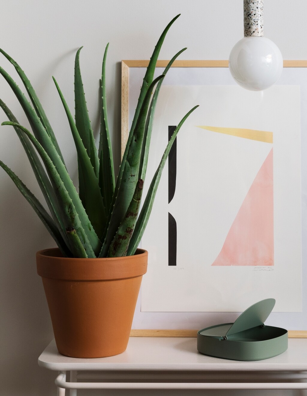 Aloe vera je sukulent i ne podnosi višak vlage