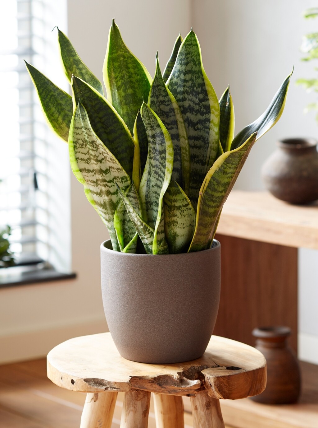 Talog kave može zadržavati vlagu i uzrokovati truljenje korijena