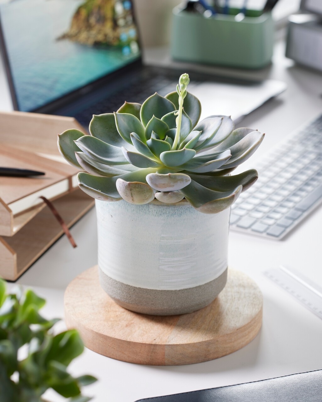 Dodavanje taloga kave može zbiti tlo i zadržavati vodu oko korijena