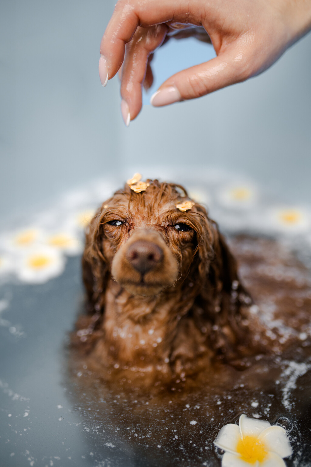 Dubai Luxe tretman jedinstveni je premium spa ritual za pse - 3