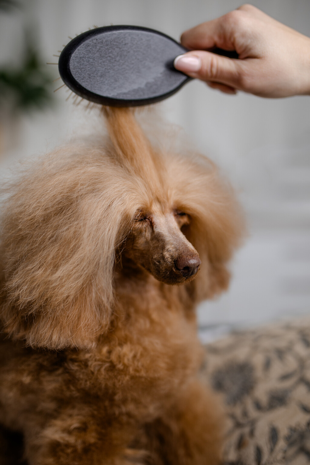 Dubai Luxe tretman jedinstveni je premium spa ritual za pse - 4