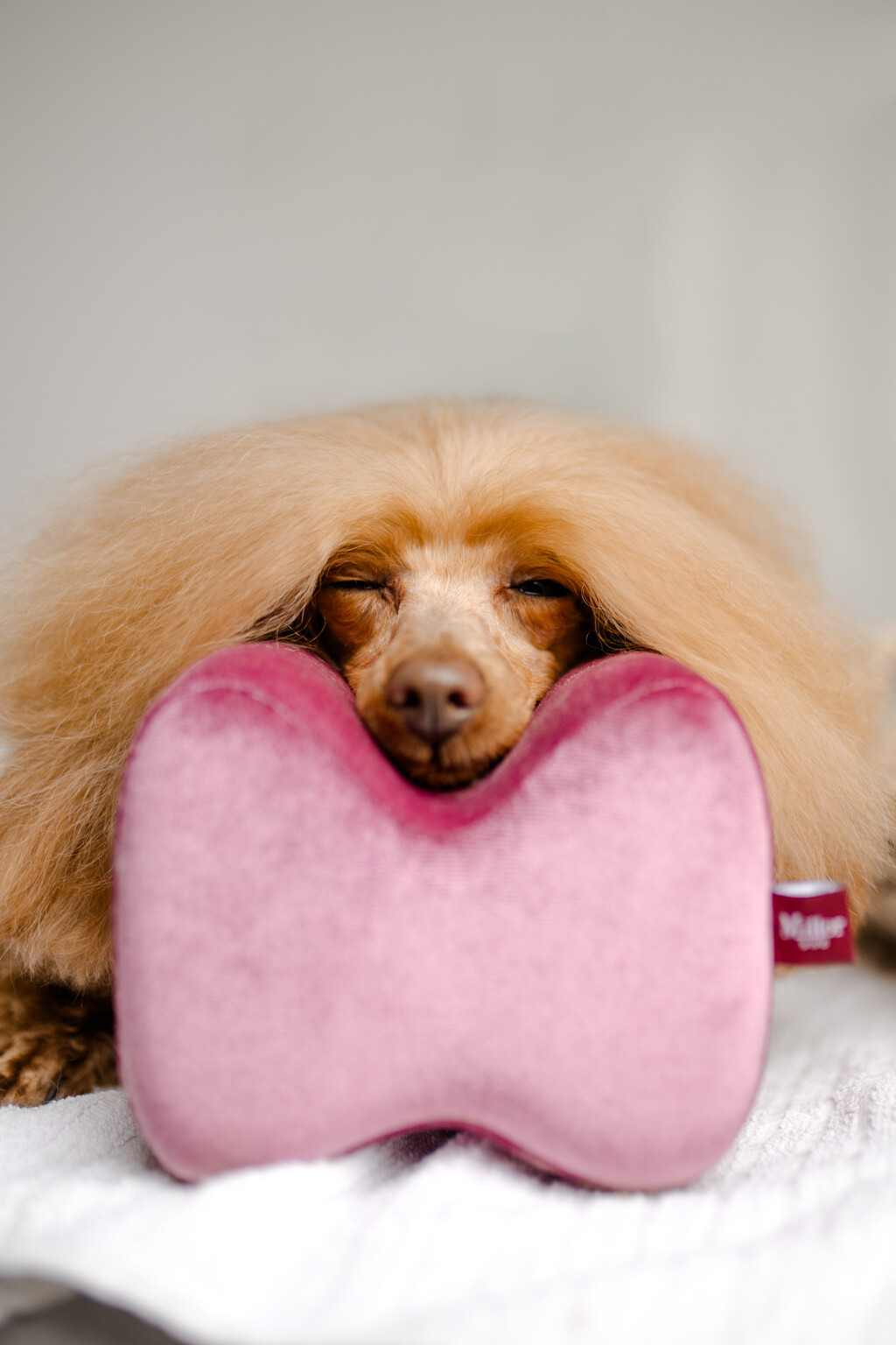 Dubai Luxe tretman jedinstveni je premium spa ritual za pse - 10