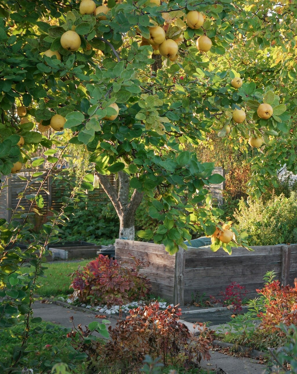 Ako poduzmete sve potrebne korake, lijepe voćke neće izostati