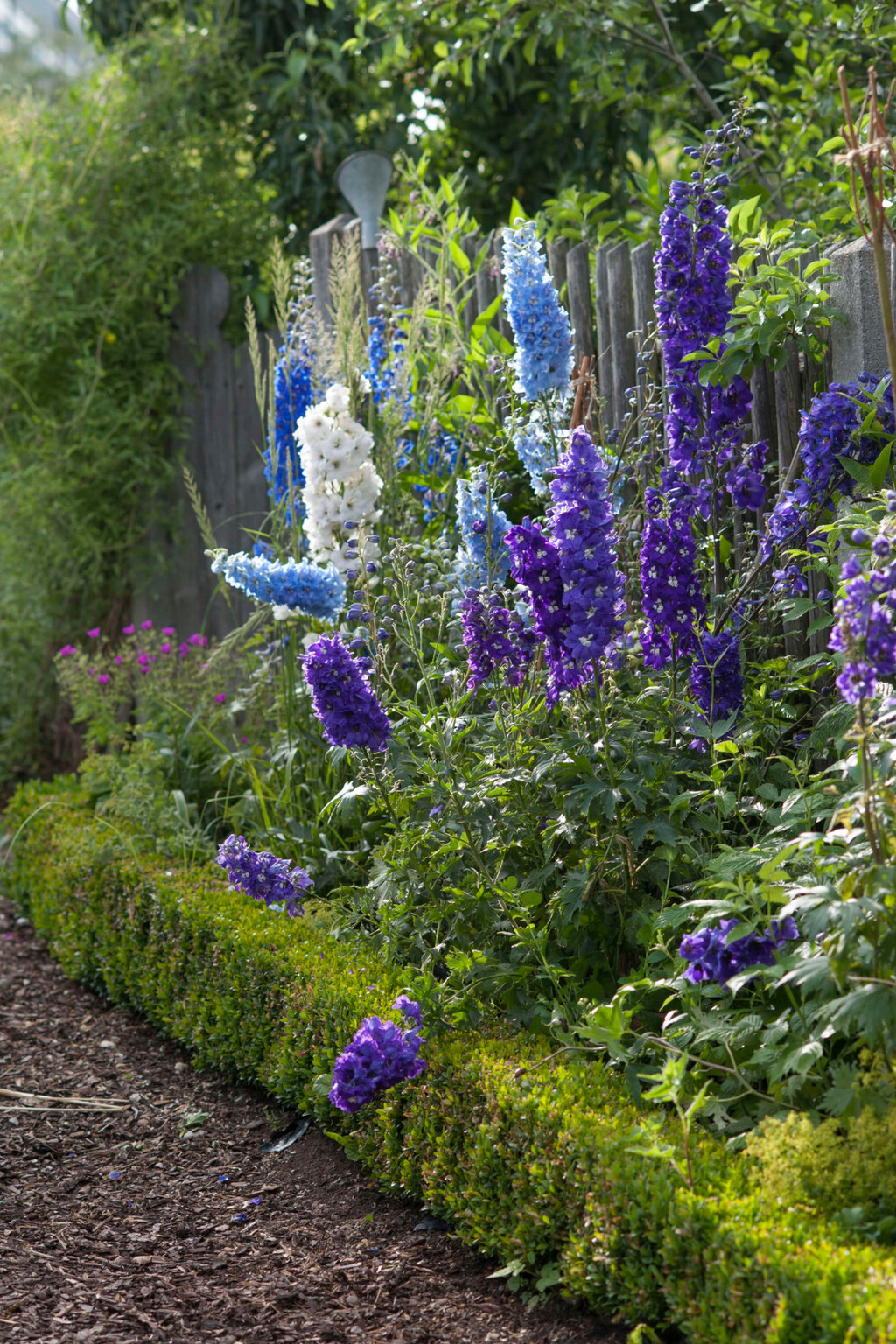 Kokotić je cvijet 2026. godine