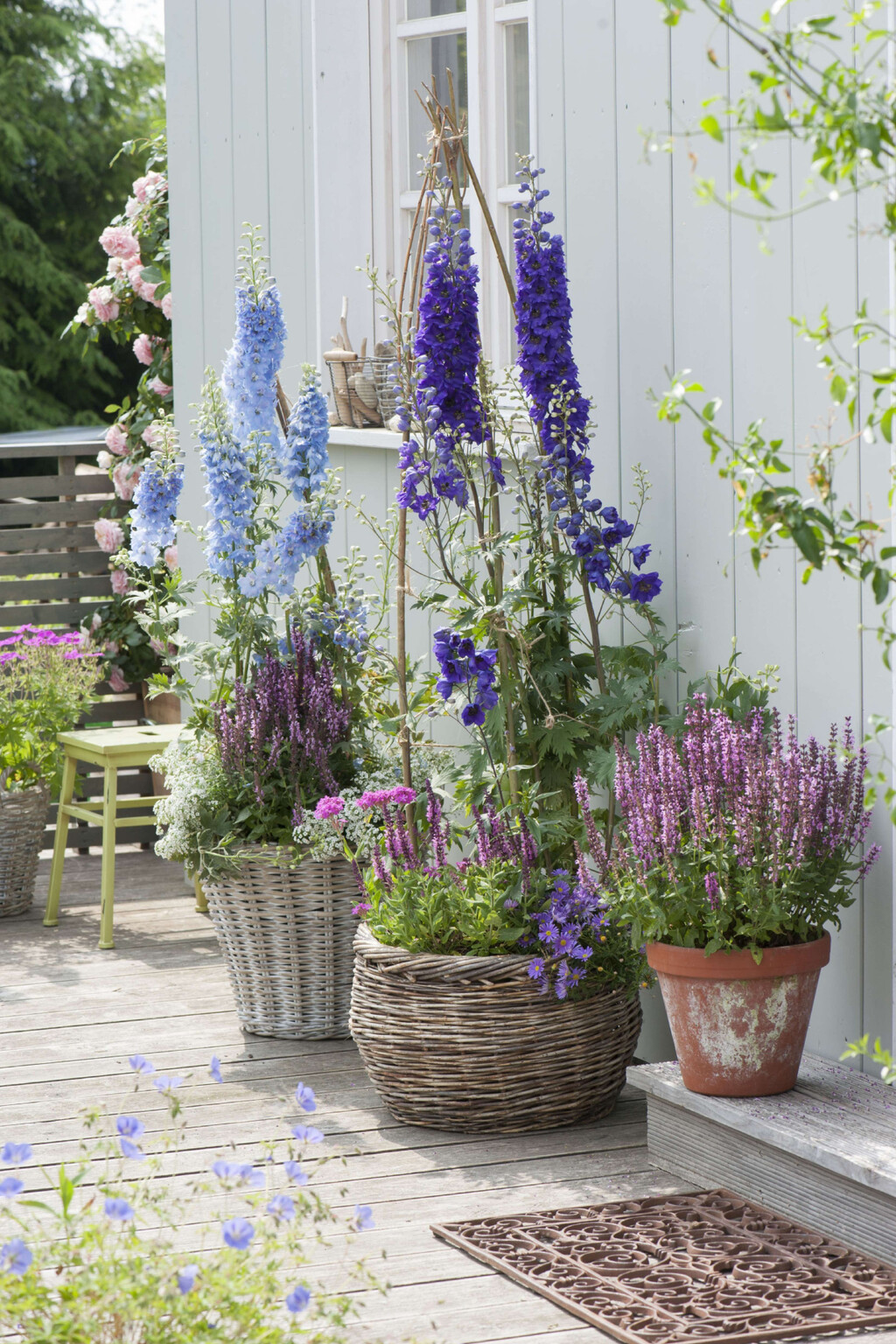 Kokotić je cvijet 2026. godine