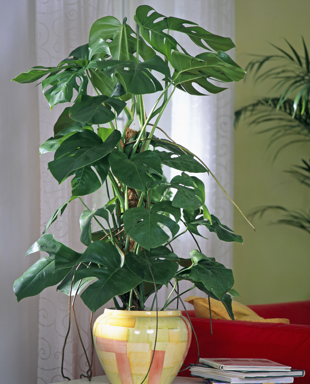 Monstera deliciosa