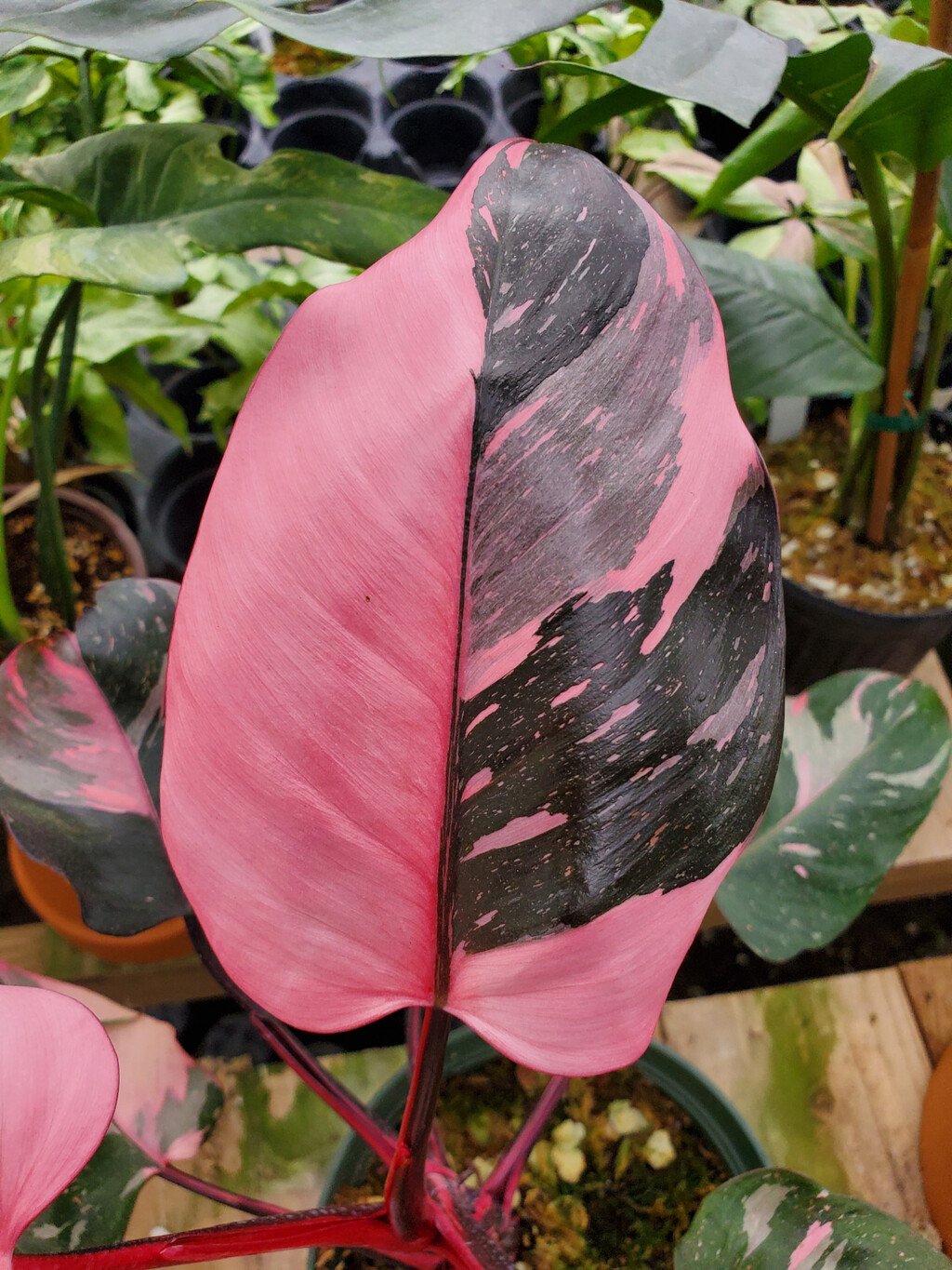 Ružičasti filodendron