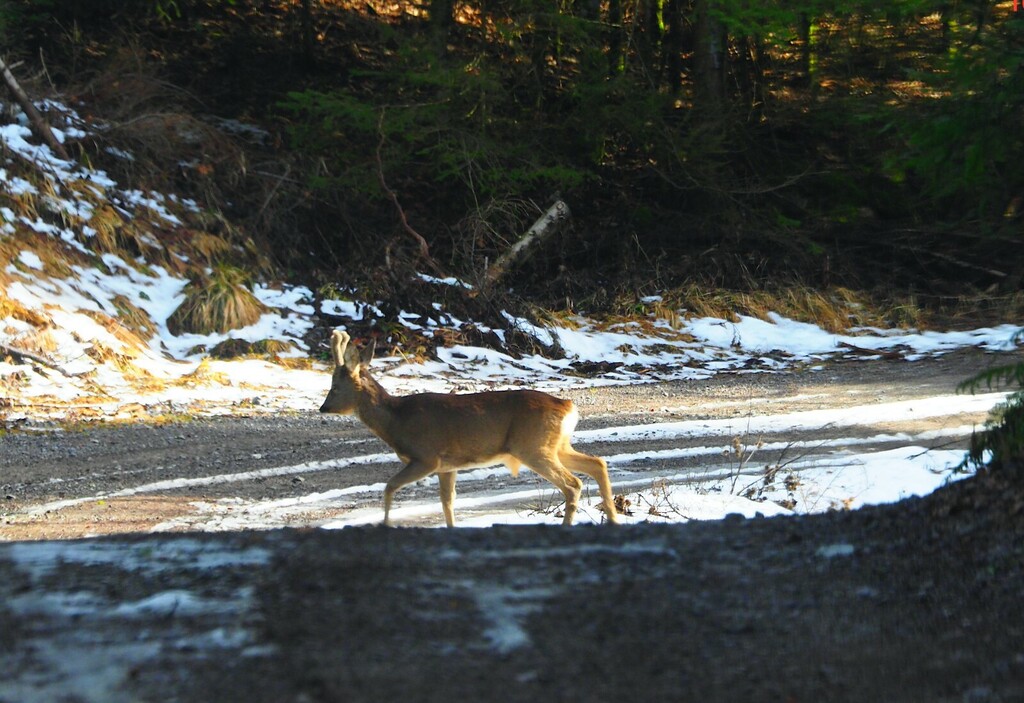 Možete spaziti i druge divlje živoitnje