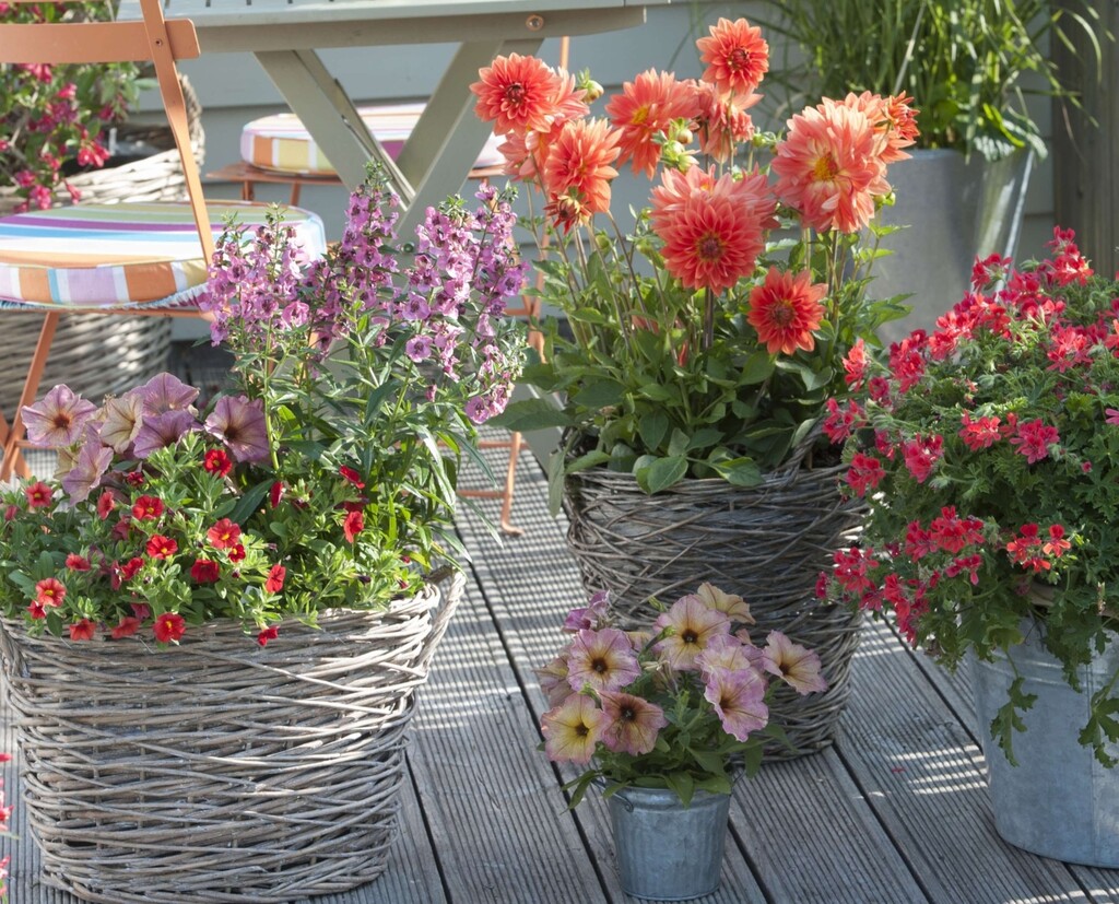 Budite oprezni s iznošenjem cvijeća van