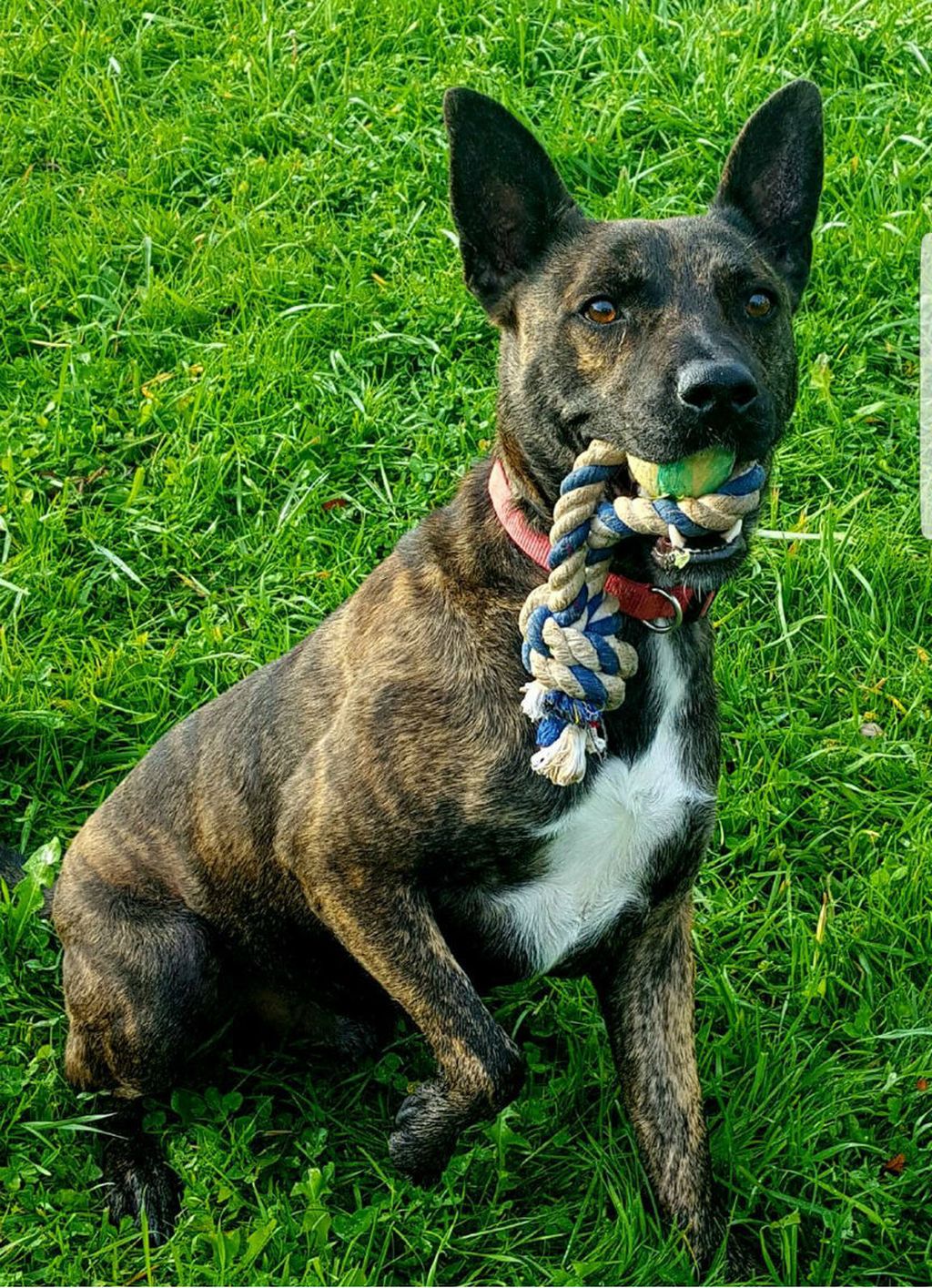 Prossiju je najdraža zabava trčanje za lopticama