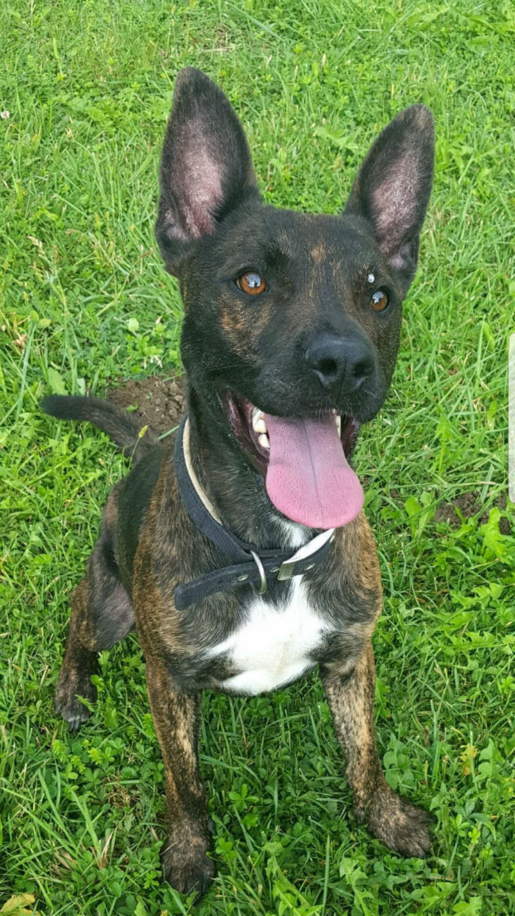 Neodoljivi zvrk Prossi iz azila Dumovec traži dom - 6