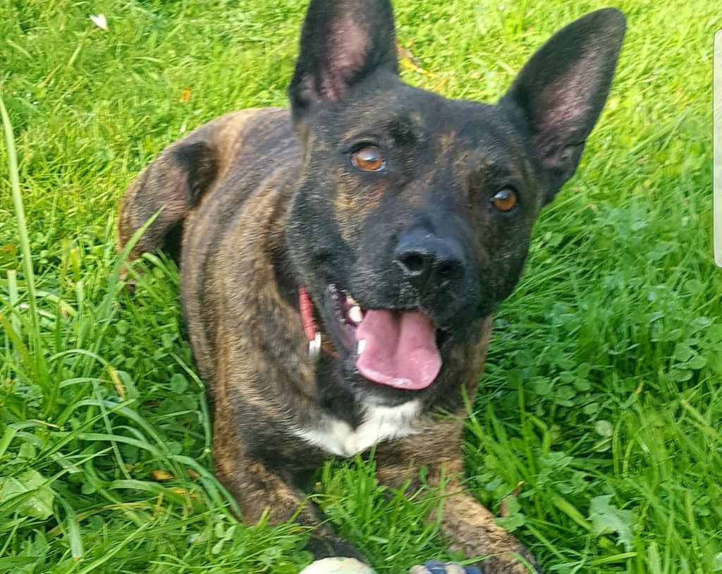 Neodoljivi zvrk Prossi iz azila Dumovec traži dom - 7