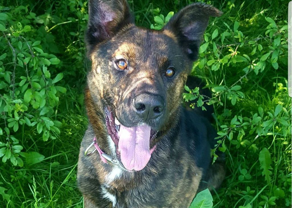 Mladi križani ovčar Barry iz skloništa Dumovec traži dom - 4