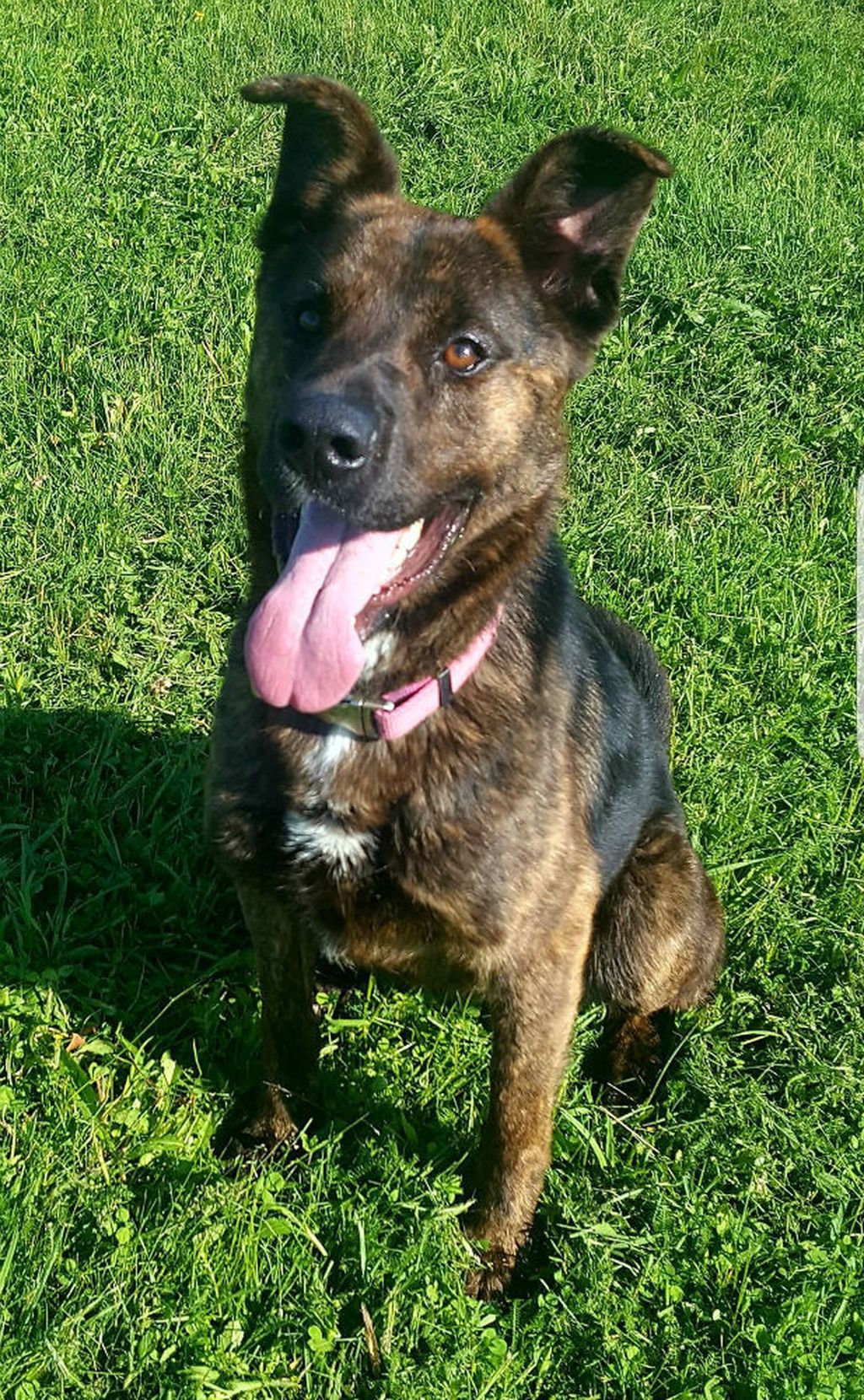 Mladi križani ovčar Barry iz skloništa Dumovec traži dom - 7