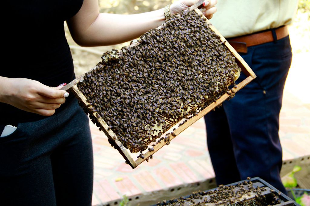 Degustacija meda izravno iz košnice
