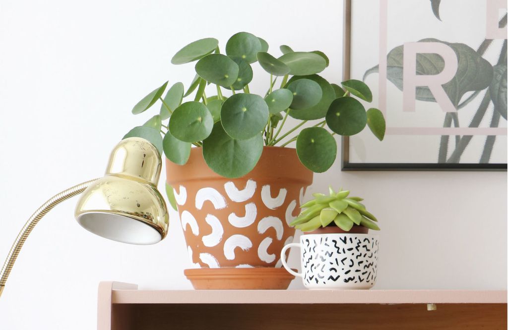 Pilea peperomioides (Kineski dolar) je biljka koja privlači energiju bogatstva i blagostanja - 1