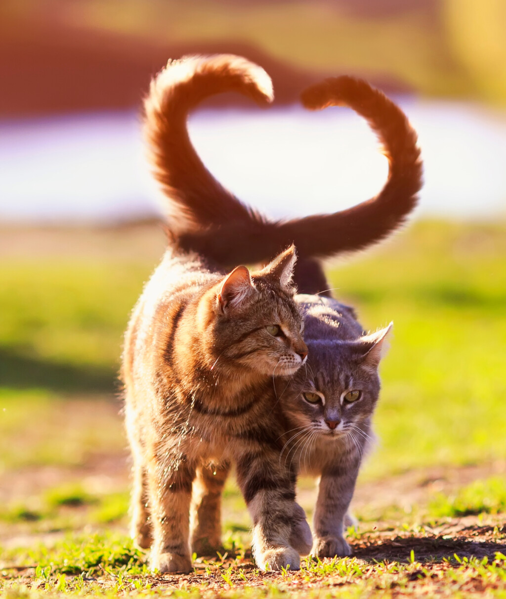 Mačja ljubav