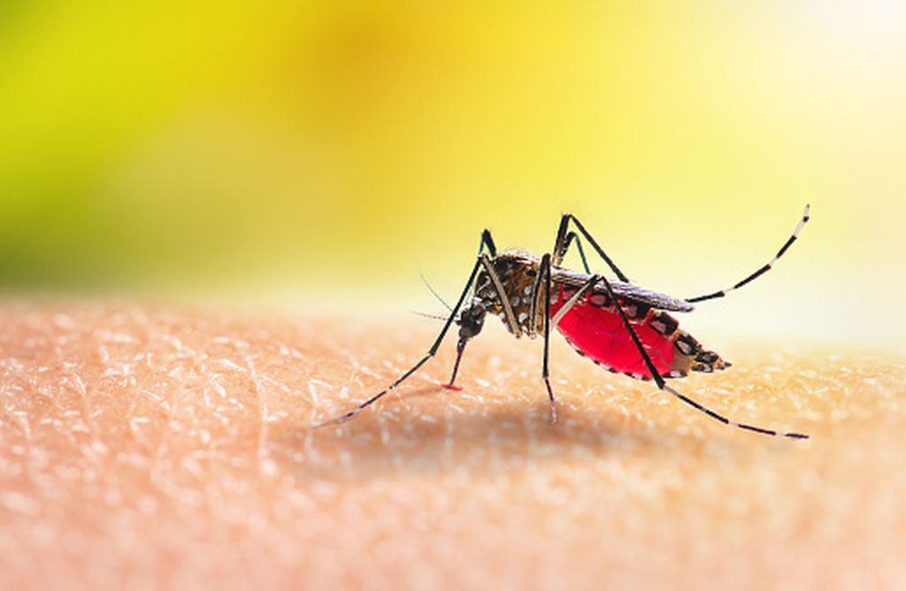 Zaprašivanje komaraca