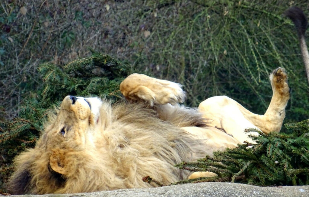 Životinje u Zoološkom vrtu Grada Zagreba razveselile su se raskićenim božićnim drvcima - 4