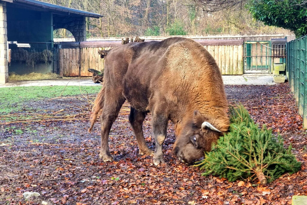 Životinje u Zoološkom vrtu Grada Zagreba razveselile su se raskićenim božićnim drvcima - 6