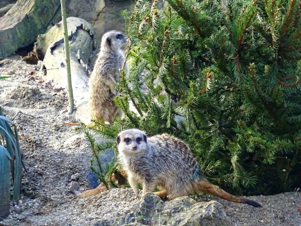 Merkatima je smreka poslužila kao etažer za cvrčke