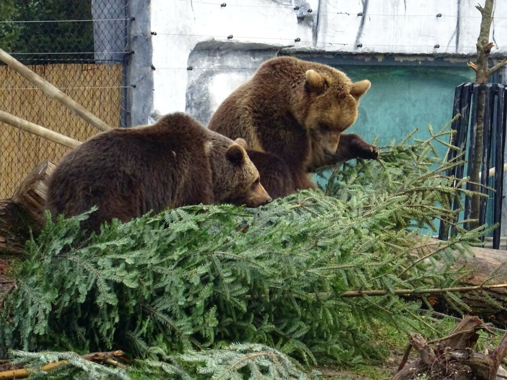 Životinje u Zoološkom vrtu Grada Zagreba razveselile su se raskićenim božićnim drvcima - 10