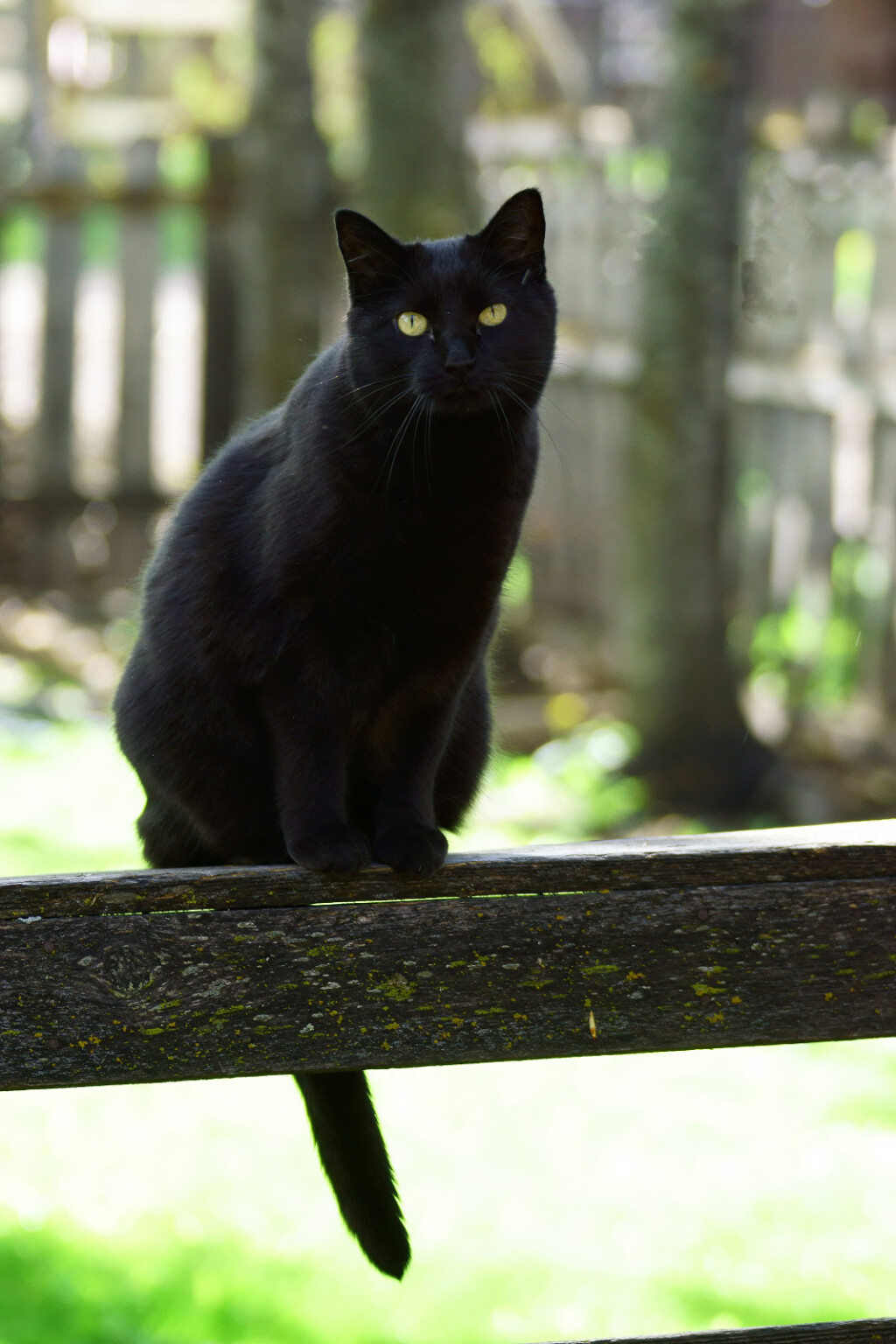 Crne mačke