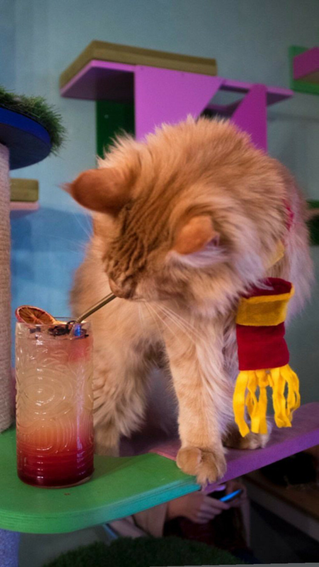 U zagrebačkom Cat Caffeu počinju dva tjedna Harry Potter tematskih pića - 7