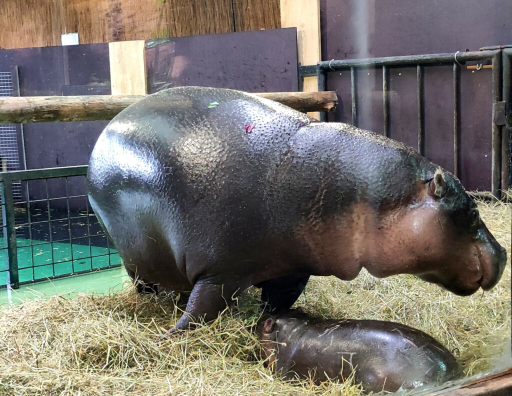 Par zagrebačkih patuljastih vodenkonja Otto i Inola dobili su mladunče koje još nema ime