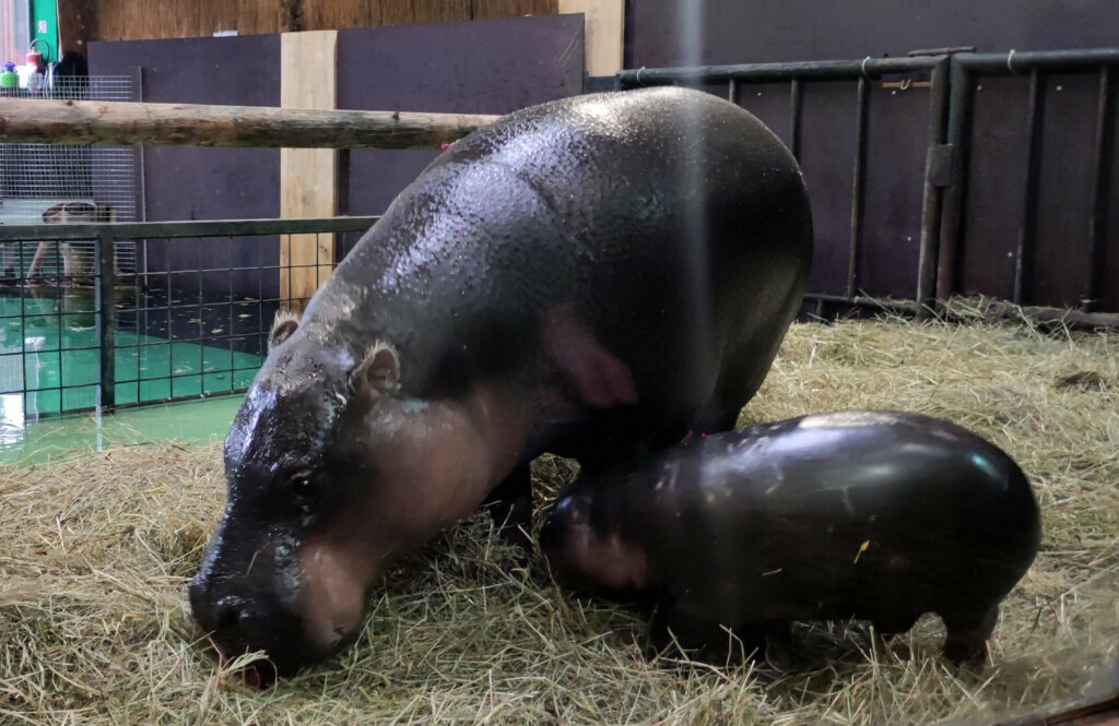 Par zagrebačkih patuljastih vodenkonja Otto i Inola dobili su mladunče koje još nema ime - 3