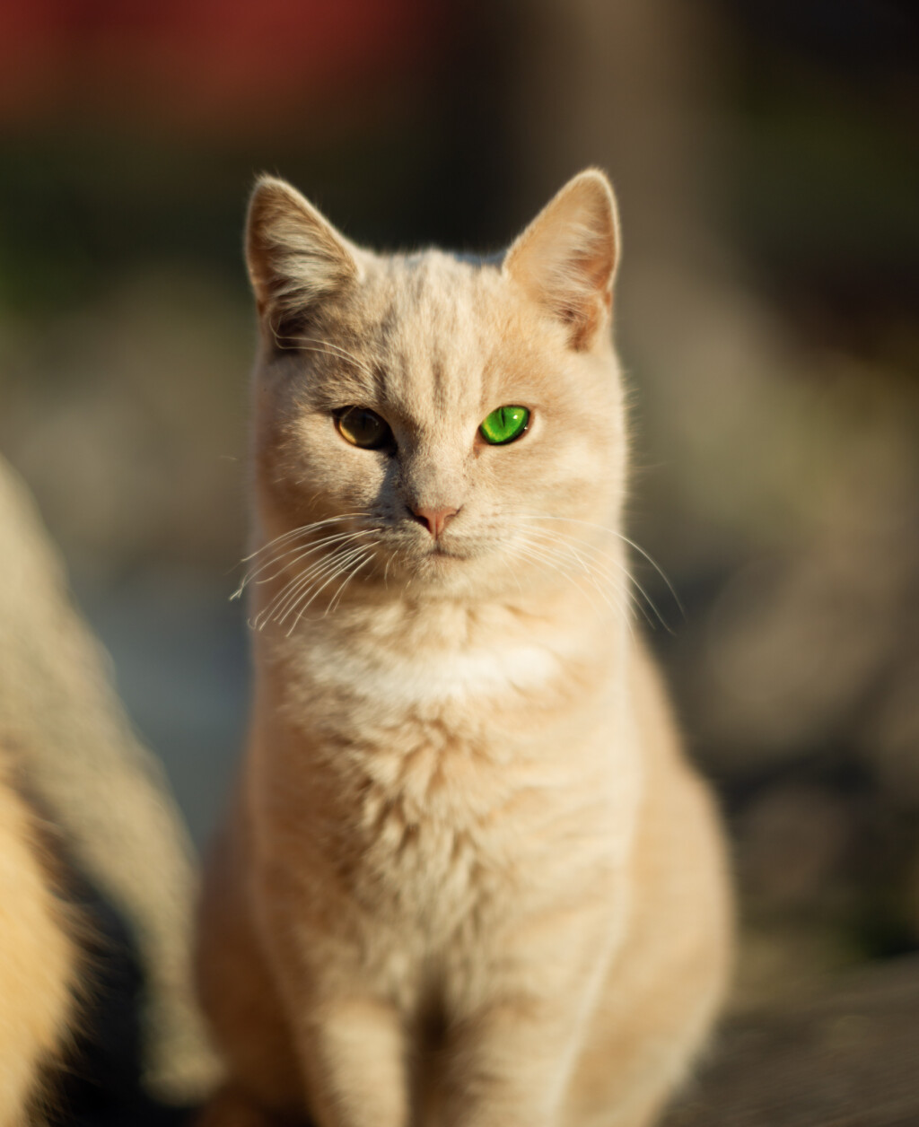 Mačke s drugačijom bojom očiju
