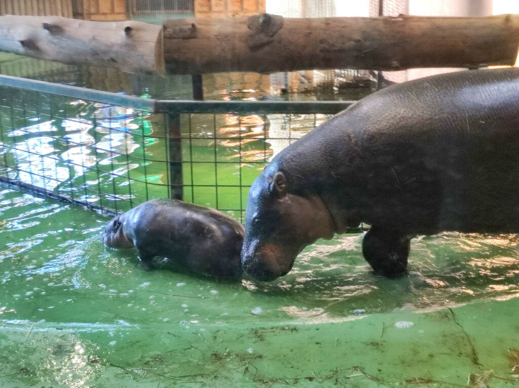 Malena patuljasta vodenkonjica iz zagrebačkog zoo vrta dobila je ime Lotta - 4