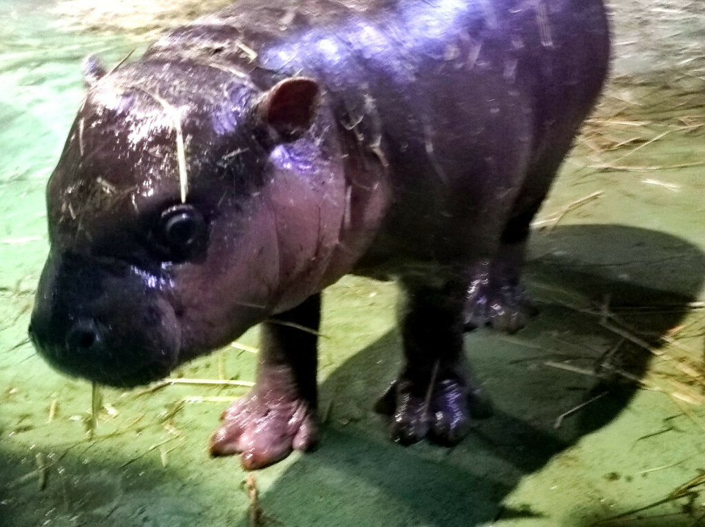 Malena patuljasta vodenkonjica iz zagrebačkog zoo vrta dobila je ime Lotta - 5