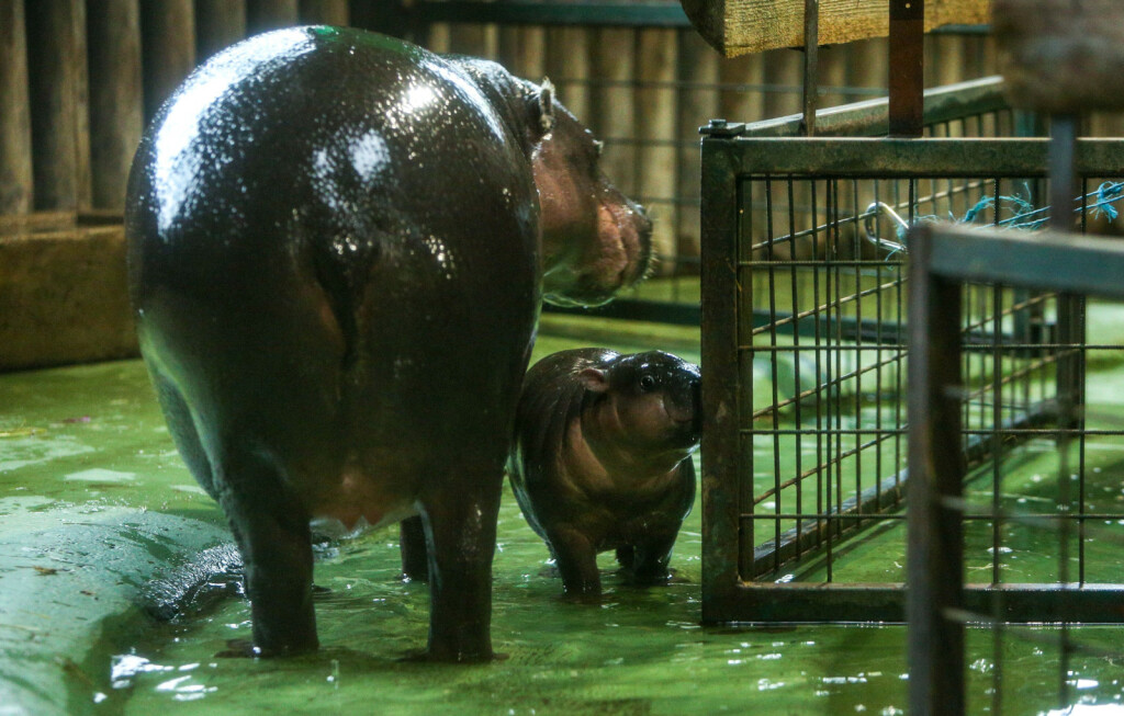 Malena patuljasta vodenkonjica iz zagrebačkog zoo vrta dobila je ime Lotta