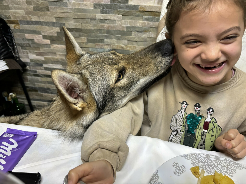 Uzgajivačnica Van Luk Wolf u Velikoj Gorici bavi se uzgojem pasmine čehoslovački vučji pas