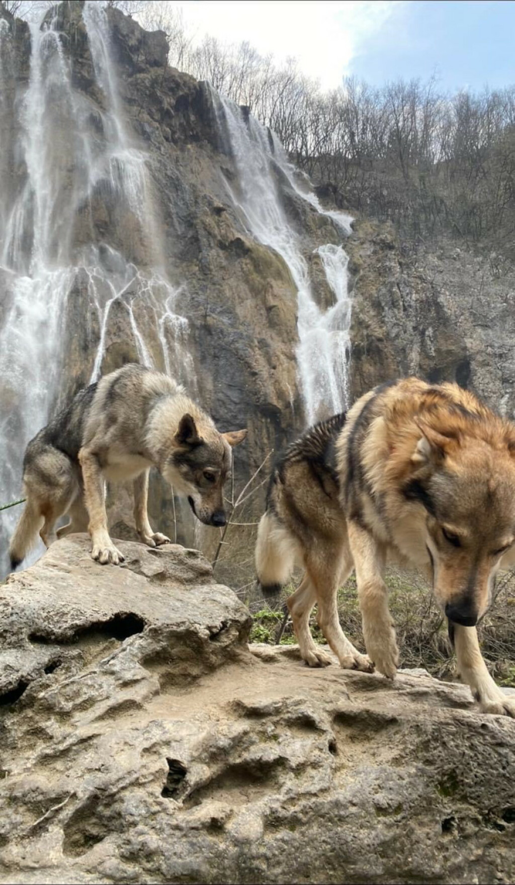 Uzgajivačnica Van Luk Wolf u Velikoj Gorici bavi se uzgojem pasmine čehoslovački vučji pas - 8