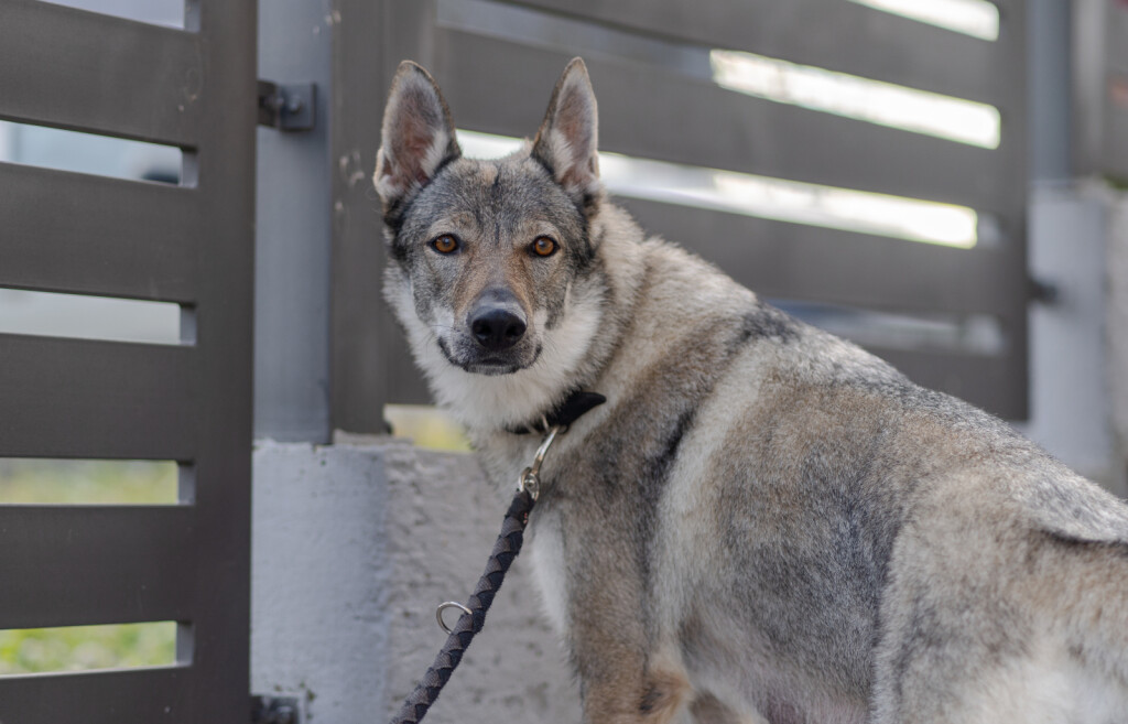Uzgajivačnica Van Luk Wolf u Velikoj Gorici bavi se uzgojem pasmine čehoslovački vučji pas - 11
