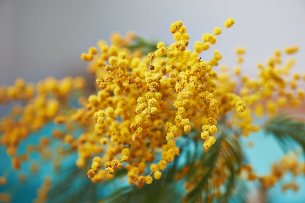 Kombinacija tirkizne i žute priziva tople dane