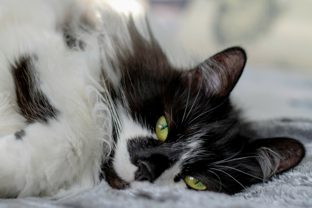 Crno-bijele mačke najčešće imaju zelene oči