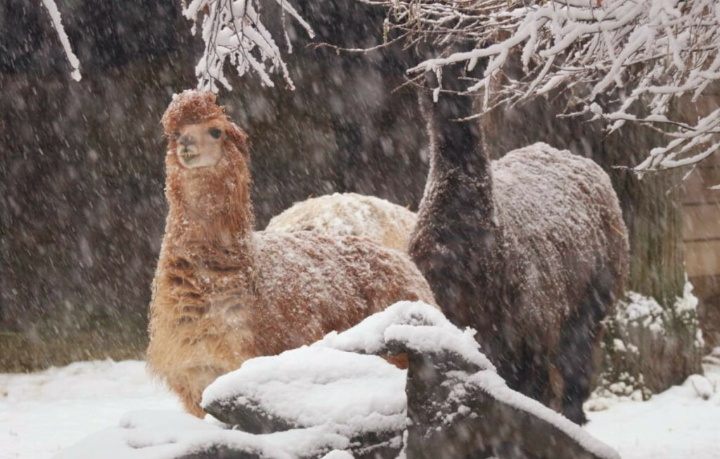U Zoološkom vrtu Grada Zagrebu do kraja veljače održavat će se Egzotične subote - 5